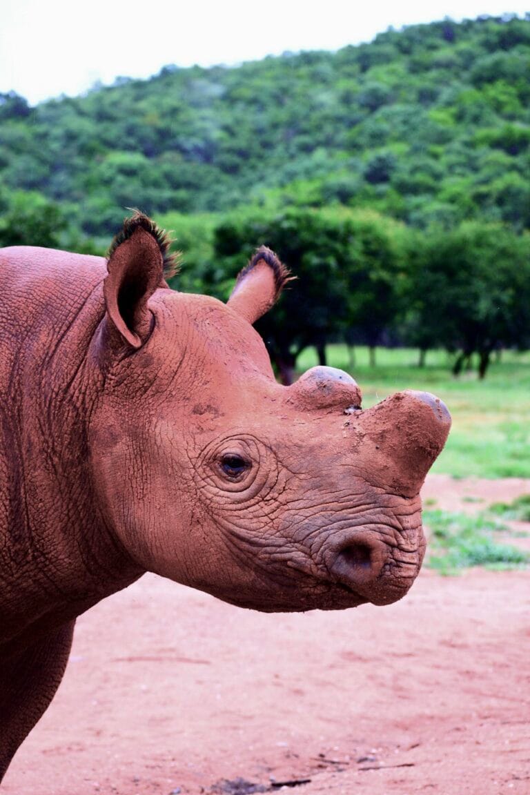 Taro