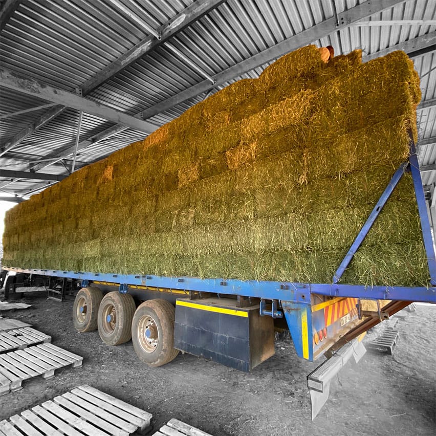 Lucerne Bale