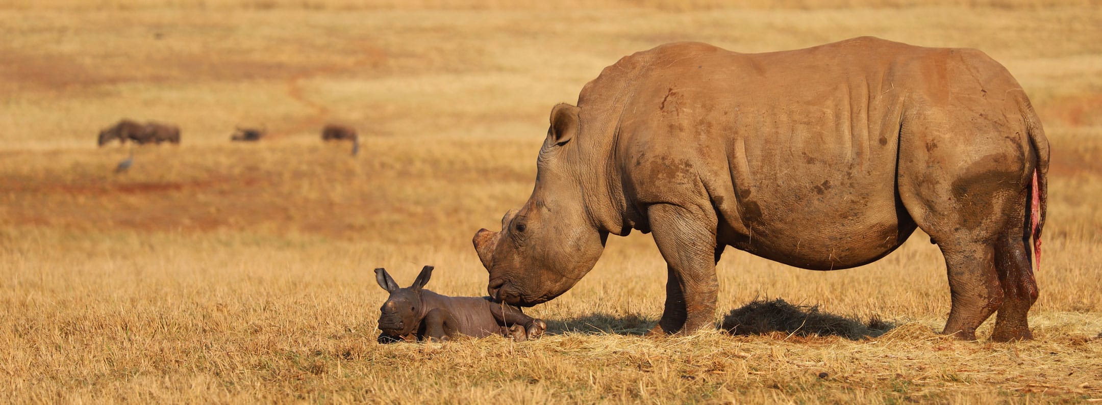 Does Dehorning Rhinos Actually Stop Poaching?