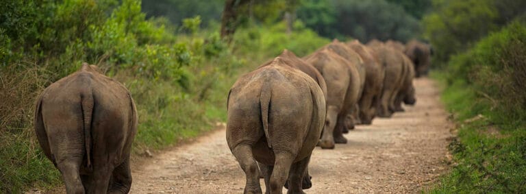 How Corporate Rhino Adoption Supports Your ESG Reporting