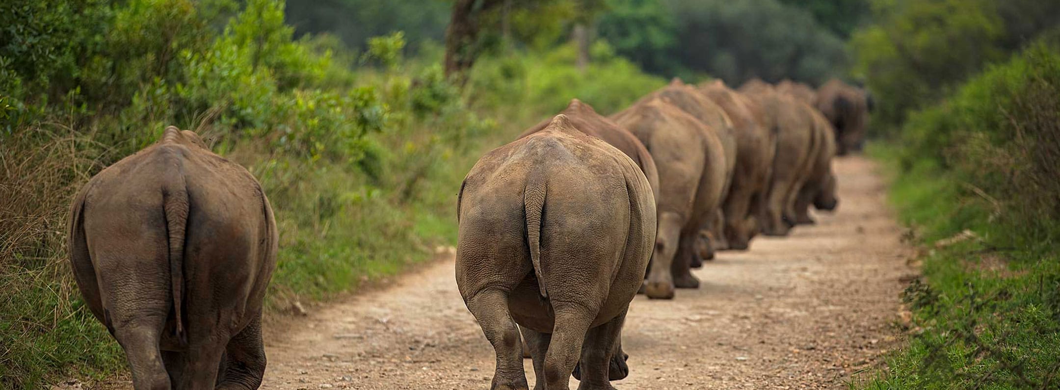 How Corporate Rhino Adoption Supports Your ESG Reporting