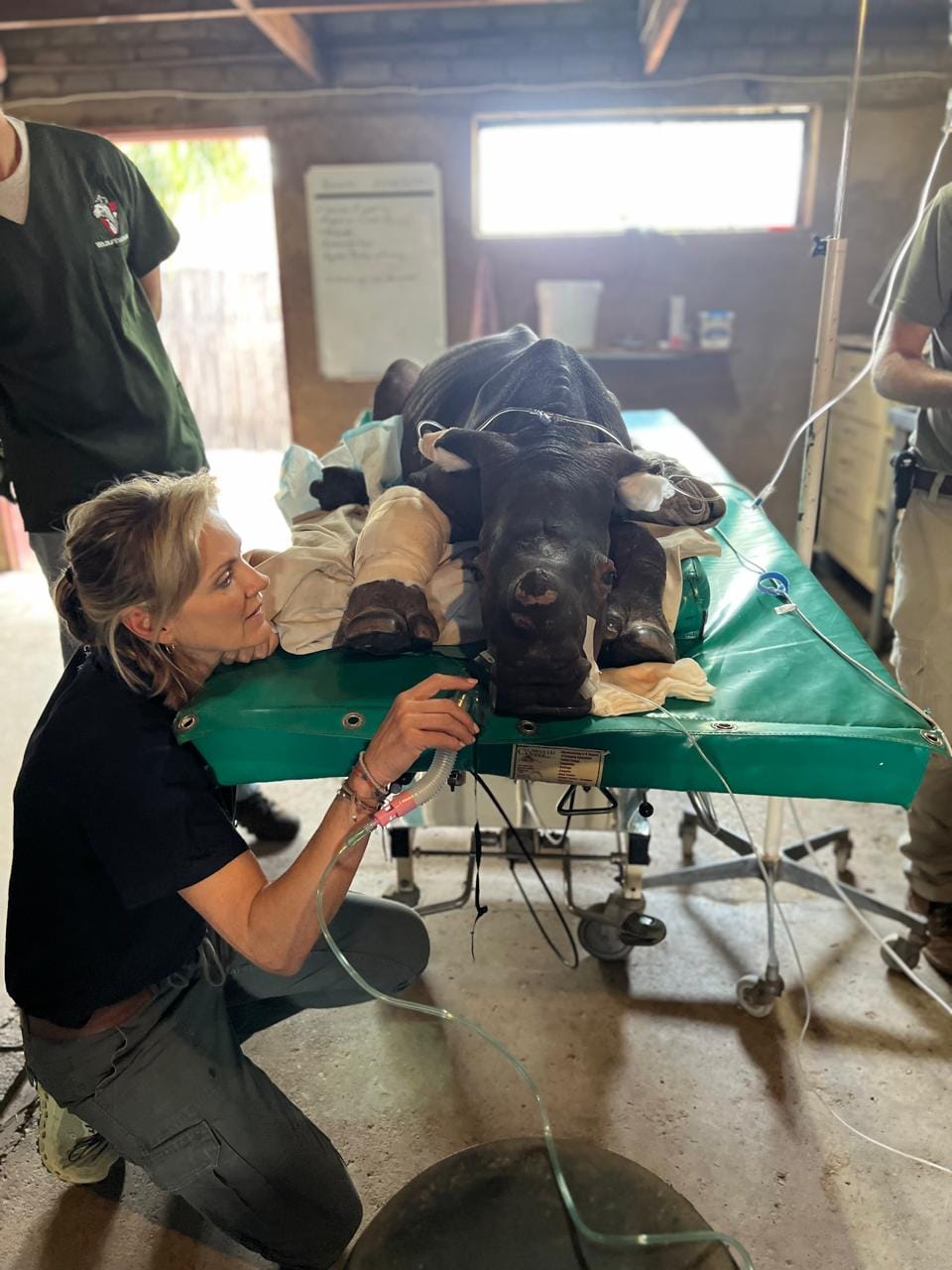 Hercules: The tiny calf who refused to give up