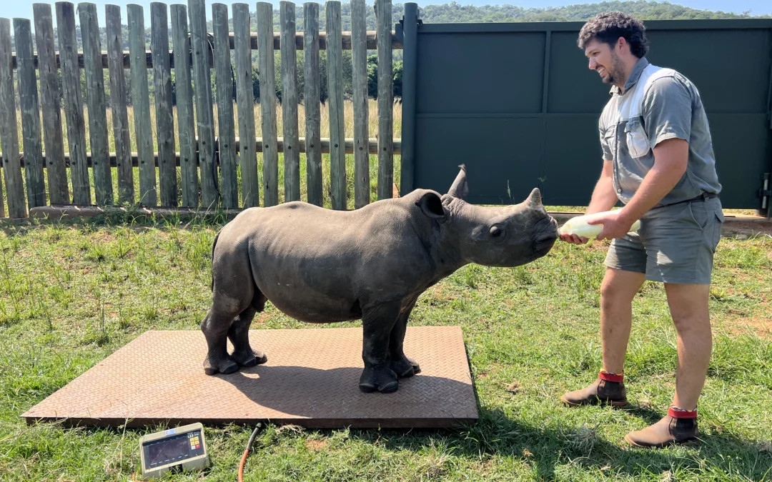 Nguni