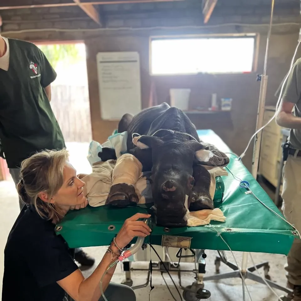 Rescue & Rehabilitation