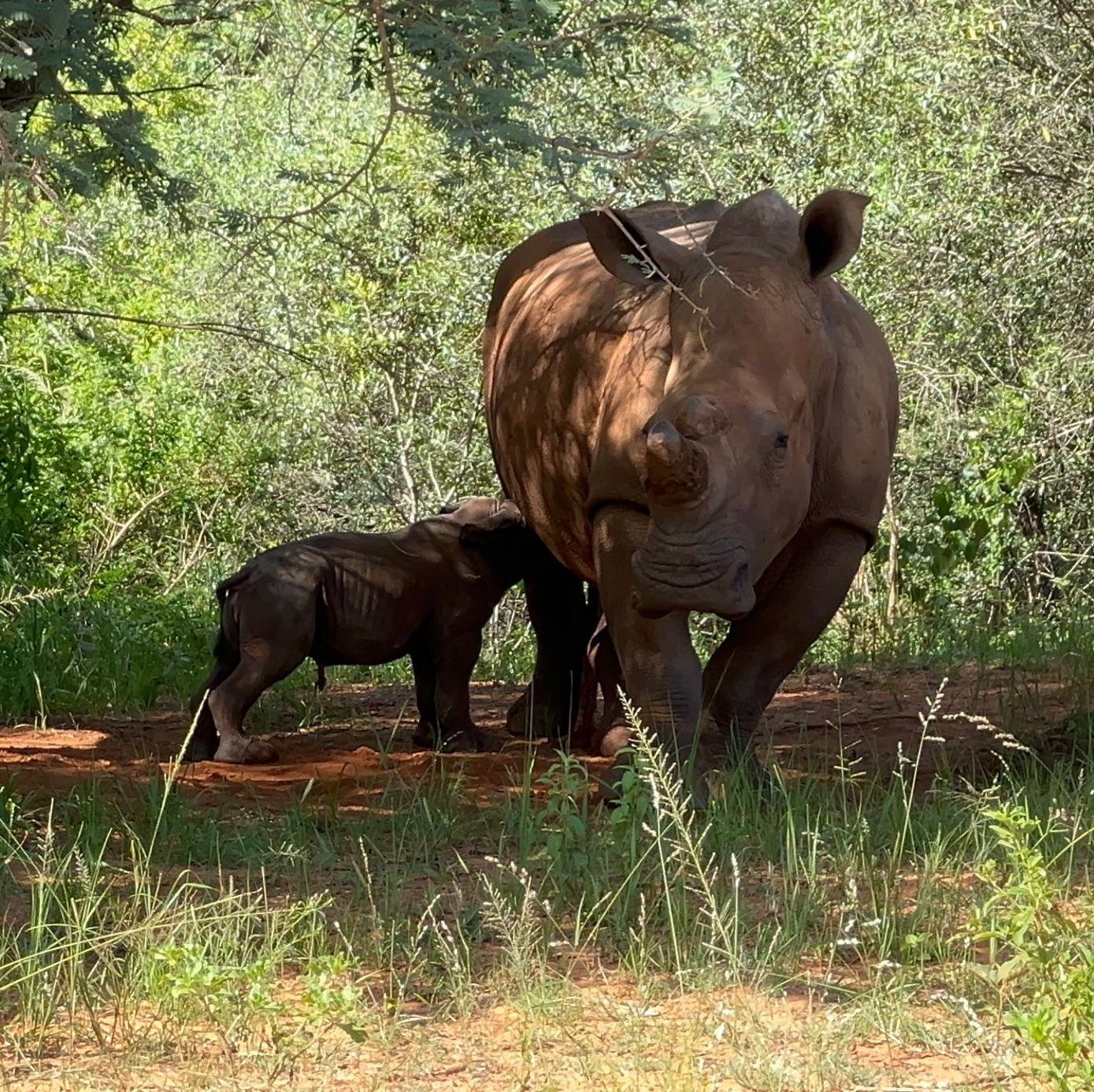 Rewilding & Release
